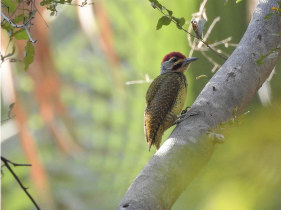 Fine-spotted woodpecker